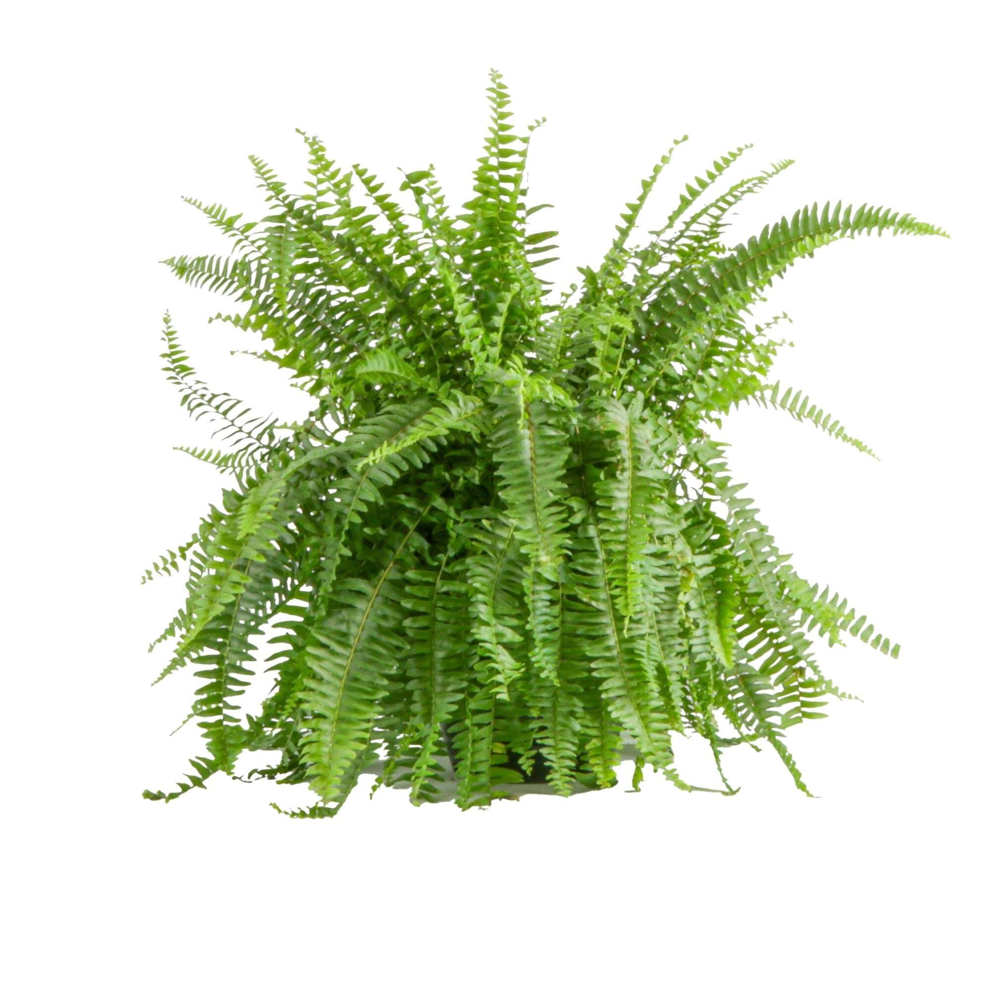 Expert Gardener 22" Tall Boston Fern Live House Plants in 10" Hanging Basket