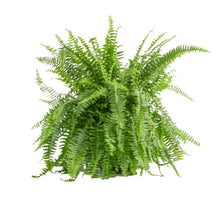 Boston fern live house plant with feathery green fronds in a hanging basket