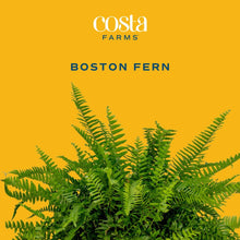 Boston fern live plant with dense bright green fronds