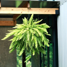 Boston fern live plant with arching bright green fronds