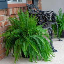 Boston fern live plant with layered green fronds