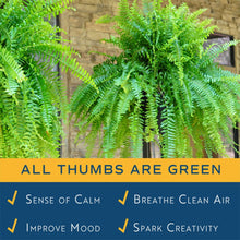 Boston fern live plant close-up with lush green fronds