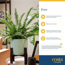 Boston fern live house plant in white planter pot with dark rim