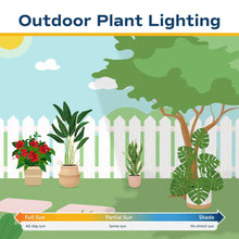 Boston fern potted plant for outdoor light with green fronds