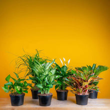 Assorted houseplants in black nursery pots, mix of broad and narrow green leaves