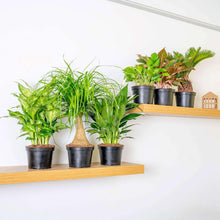 Assorted potted houseplants on wooden shelf, varied green foliage in nursery pots