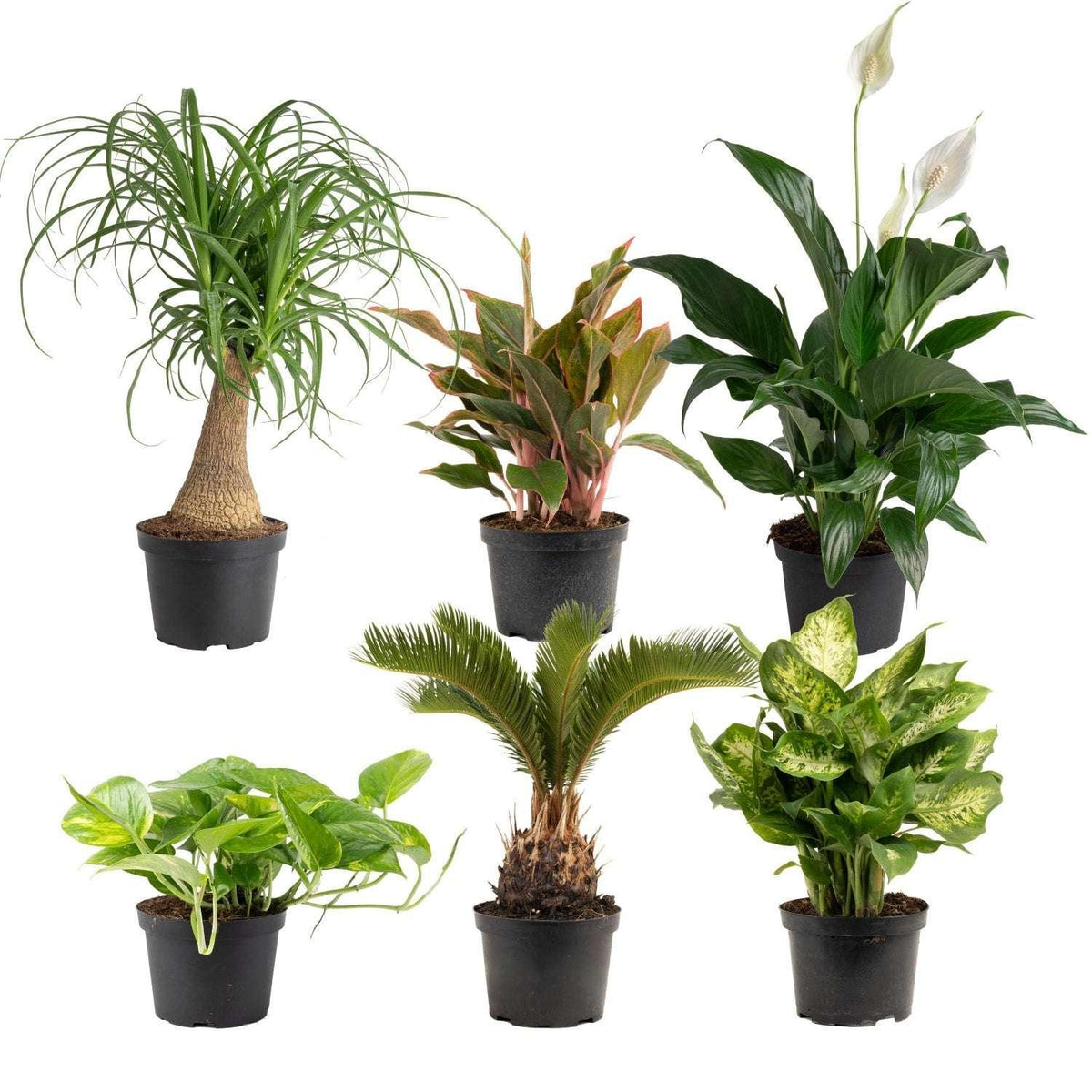 Costa Farms Assorted Houseplants in Nursery Pots, 6-pack - USA MEGA SHOP