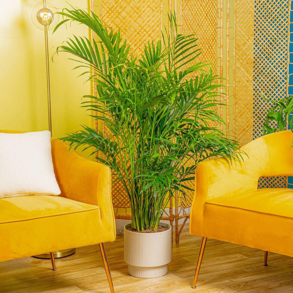Costa Farms Cat Palm Houseplant in Decor Planter - USA MEGA SHOP
