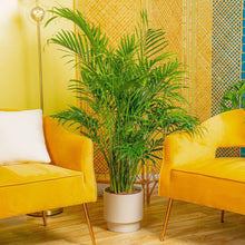 Cat palm houseplant in light gray ribbed planter with upright green fronds