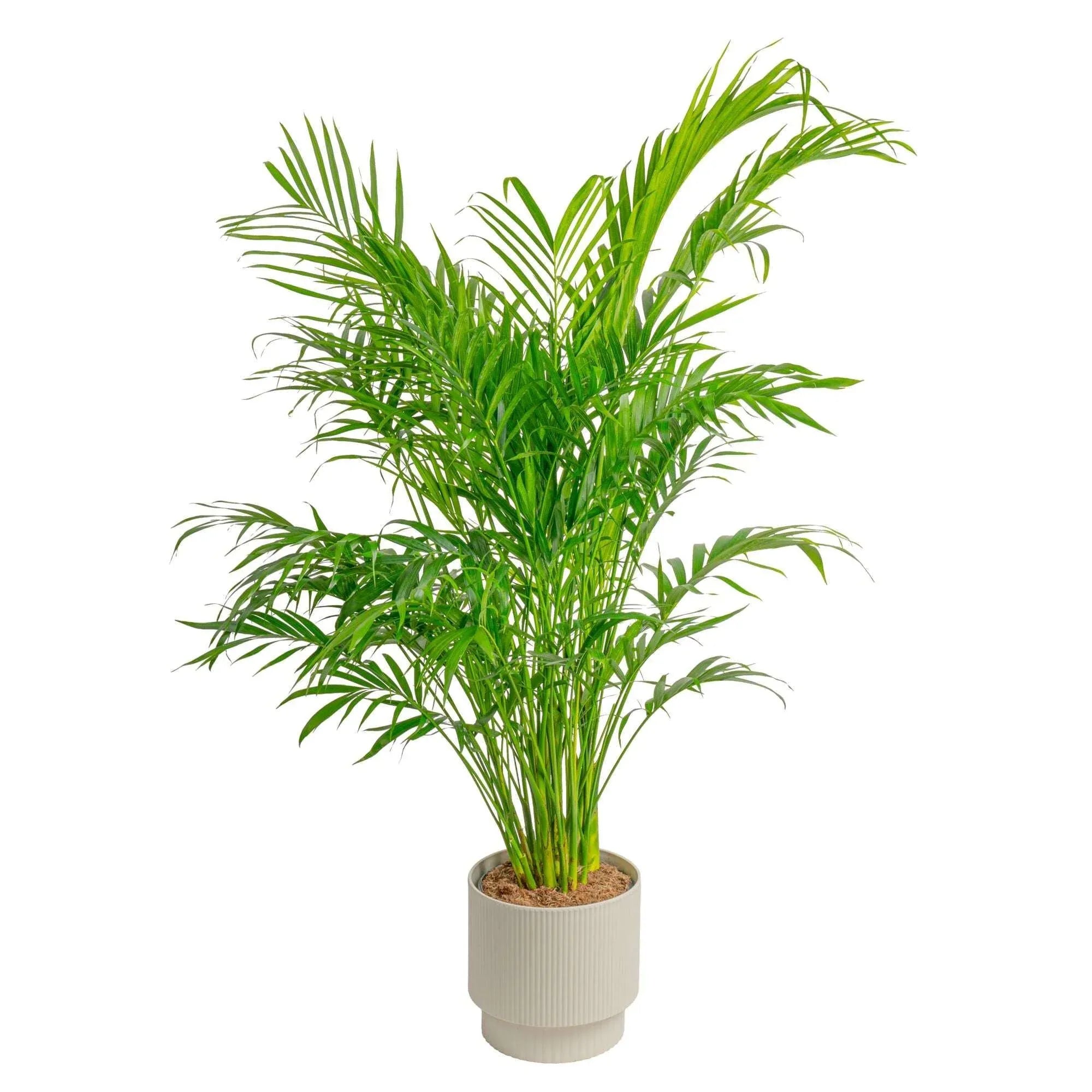 Costa Farms Cat Palm Houseplant in Decor Planter - USA MEGA SHOP