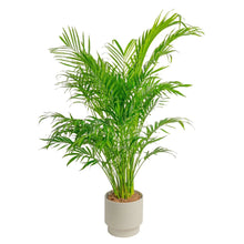 Cat palm houseplant in light gray ribbed planter with clustered green fronds