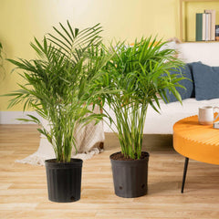 Costa Farms Cat Palm Tree, Houseplant in Nursery Pot, 2-pack - USA MEGA SHOP