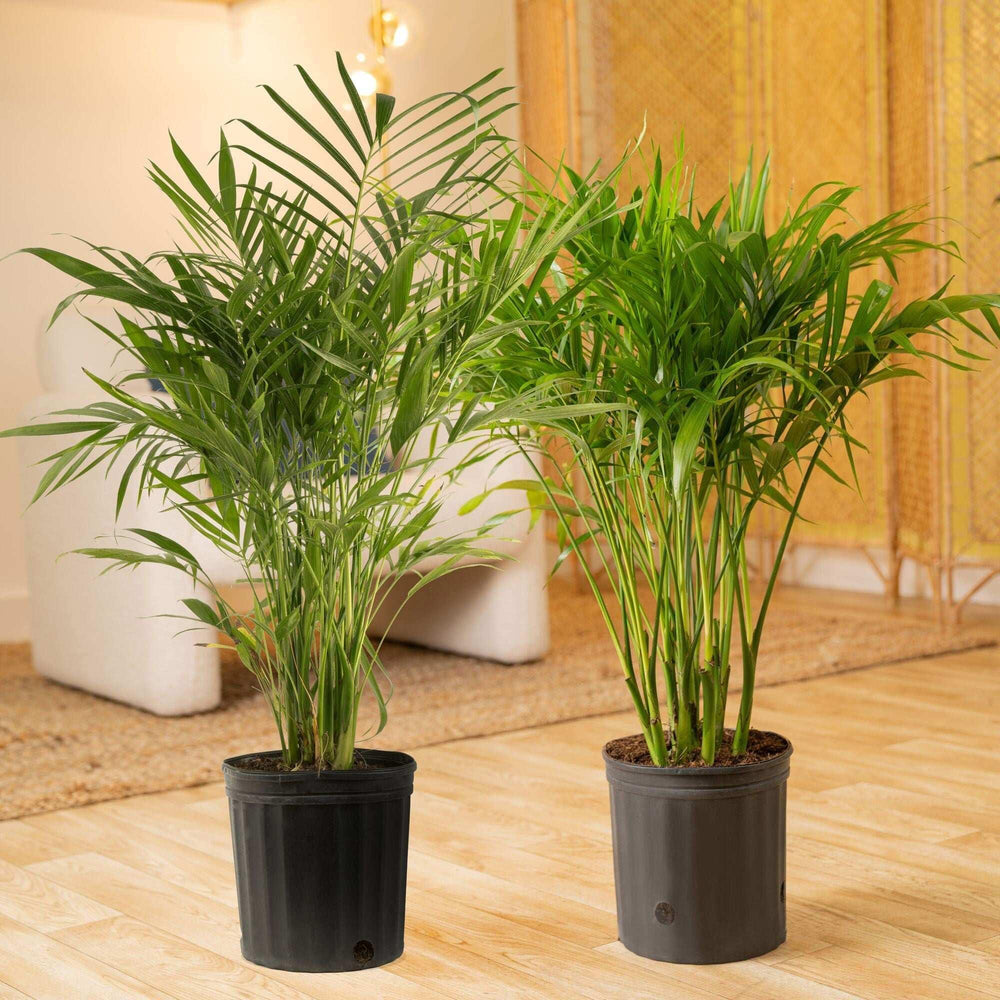Costa Farms Cat Palm Tree, Houseplant in Nursery Pot, 2-pack - USA MEGA SHOP