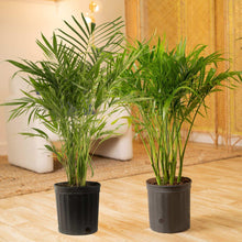 Two cat palm houseplants in dark nursery pots with long green fronds on floor