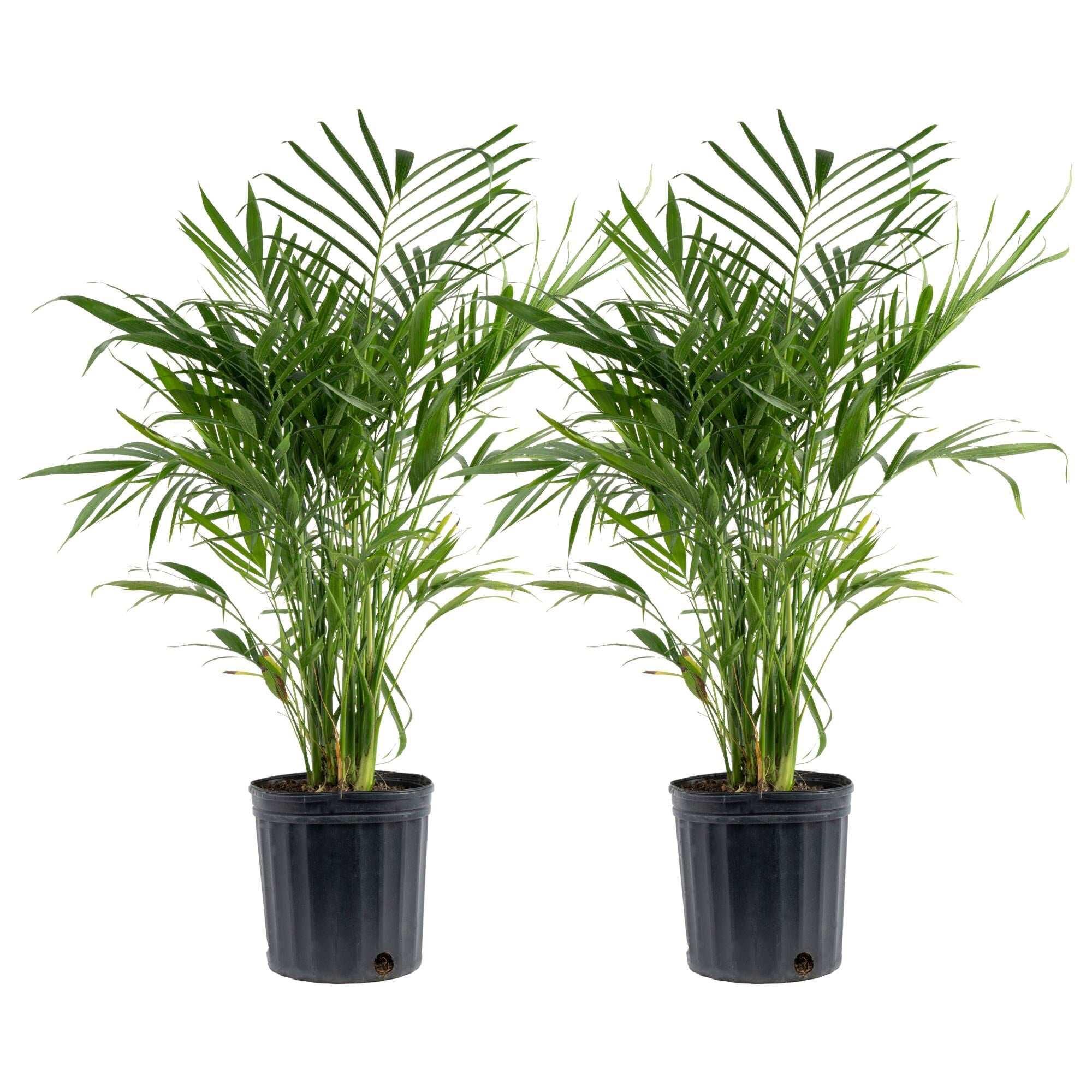 Costa Farms Cat Palm Tree, Houseplant in Nursery Pot, 2-pack - USA MEGA SHOP