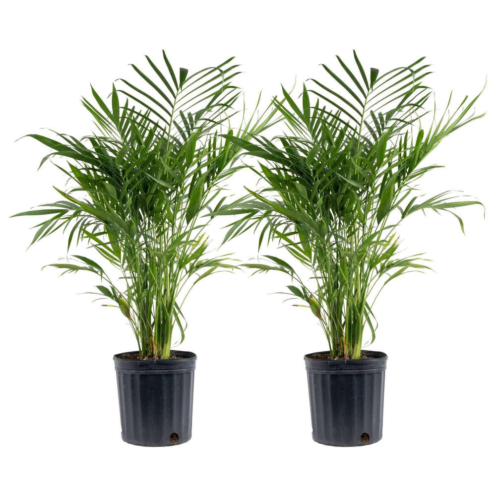 Costa Farms Cat Palm Tree, Houseplant in Nursery Pot, 2-pack - USA MEGA SHOP