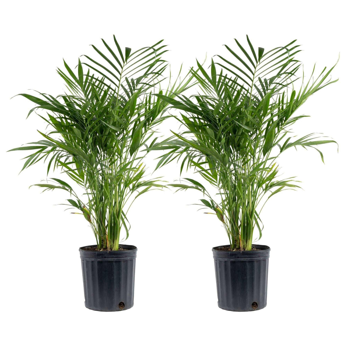 Costa Farms Cat Palm Tree, Houseplant in Nursery Pot, 2-pack - USA MEGA SHOP