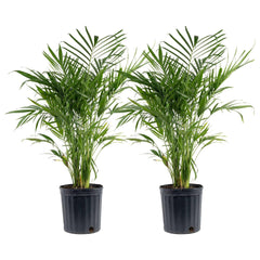 Costa Farms Cat Palm Tree, Houseplant in Nursery Pot, 2-pack - USA MEGA SHOP
