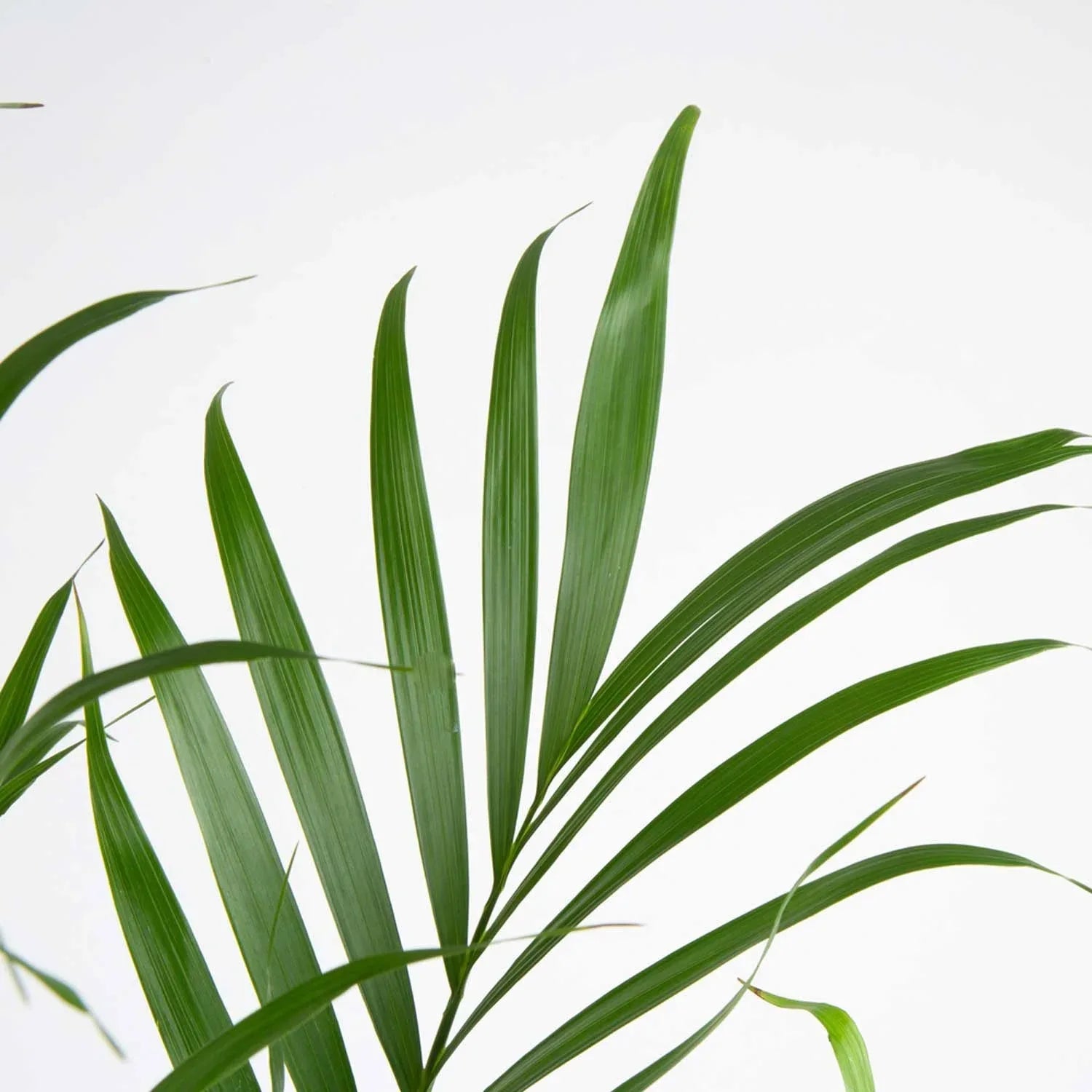 Costa Farms Cat Palm Tree, Houseplant in Nursery Pot, 2-pack - USA MEGA SHOP