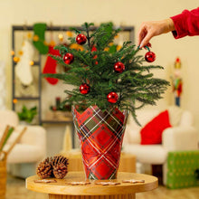 Decorated Norfolk Island pine Christmas tree with red ball ornaments and red plaid decor cover