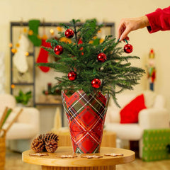 Costa Farms Decorated Norfolk Island Pine Christmas Tree, Houseplant in Decor Cover, 2-pack - USA MEGA SHOP