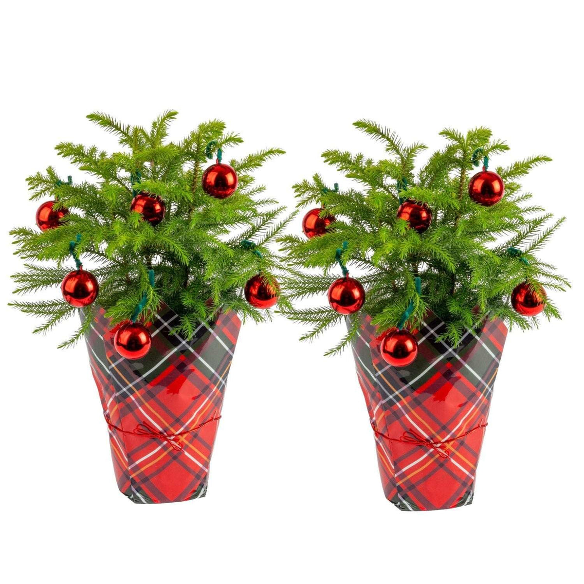 Costa Farms Decorated Norfolk Island Pine Christmas Tree, Houseplant in Decor Cover, 2-pack - USA MEGA SHOP