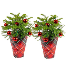 Decorated Norfolk Island pine Christmas trees (2-pack) with red ornaments, plaid fabric covers