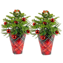 Two decorated Norfolk pine trees with red baubles and red plaid fabric covers