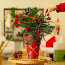 Decorated Norfolk pine tree in red plaid fabric decor cover with red baubles and topper