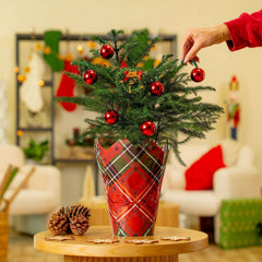 Costa Farms Decorated Norfolk Island Pine Live Christmas Tree, Houseplant in Decor Cover, 2-pack - USA MEGA SHOP