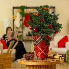 Costa Farms Decorated Norfolk Island Pine Live Christmas Tree, Houseplant in Decor Cover, 2-pack - USA MEGA SHOP