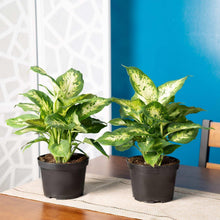 Dieffenbachia 2-pack in black nursery pots with large variegated green leaves