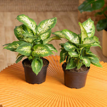 Two potted Dieffenbachia plants with white-speckled green leaves in black pots