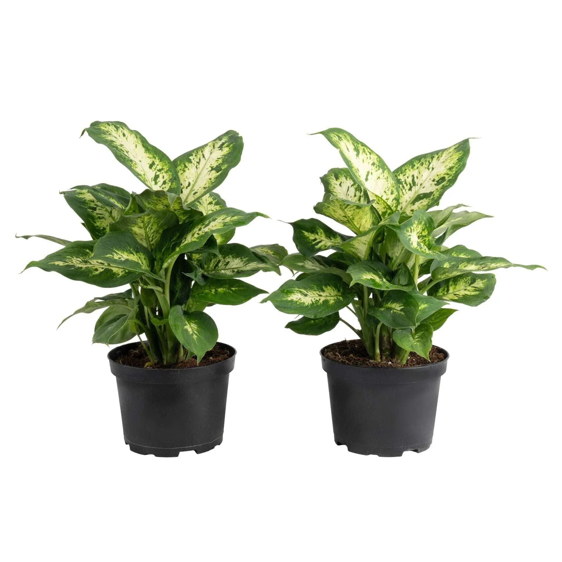 Costa Farms Dieffenbachia Houseplant in Nursery Pot, 2-pack - USA MEGA SHOP