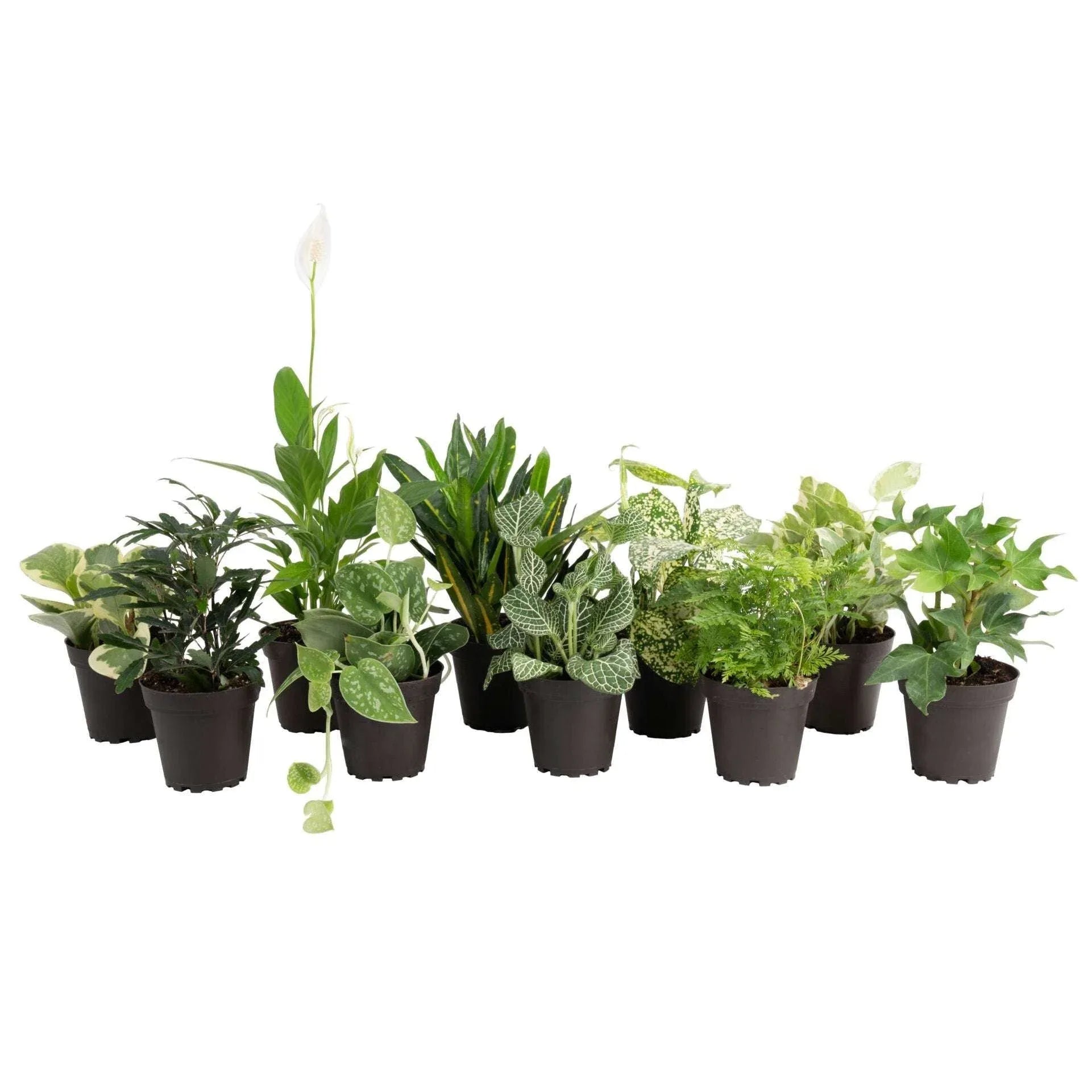Costa Farms Exotic Angels Assorted Clean Air Houseplant Collection in Nursery Pot, 10-pack - USA MEGA SHOP
