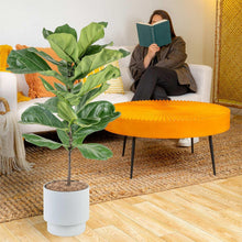 Fiddle leaf fig houseplant with wide green leaves in white planter