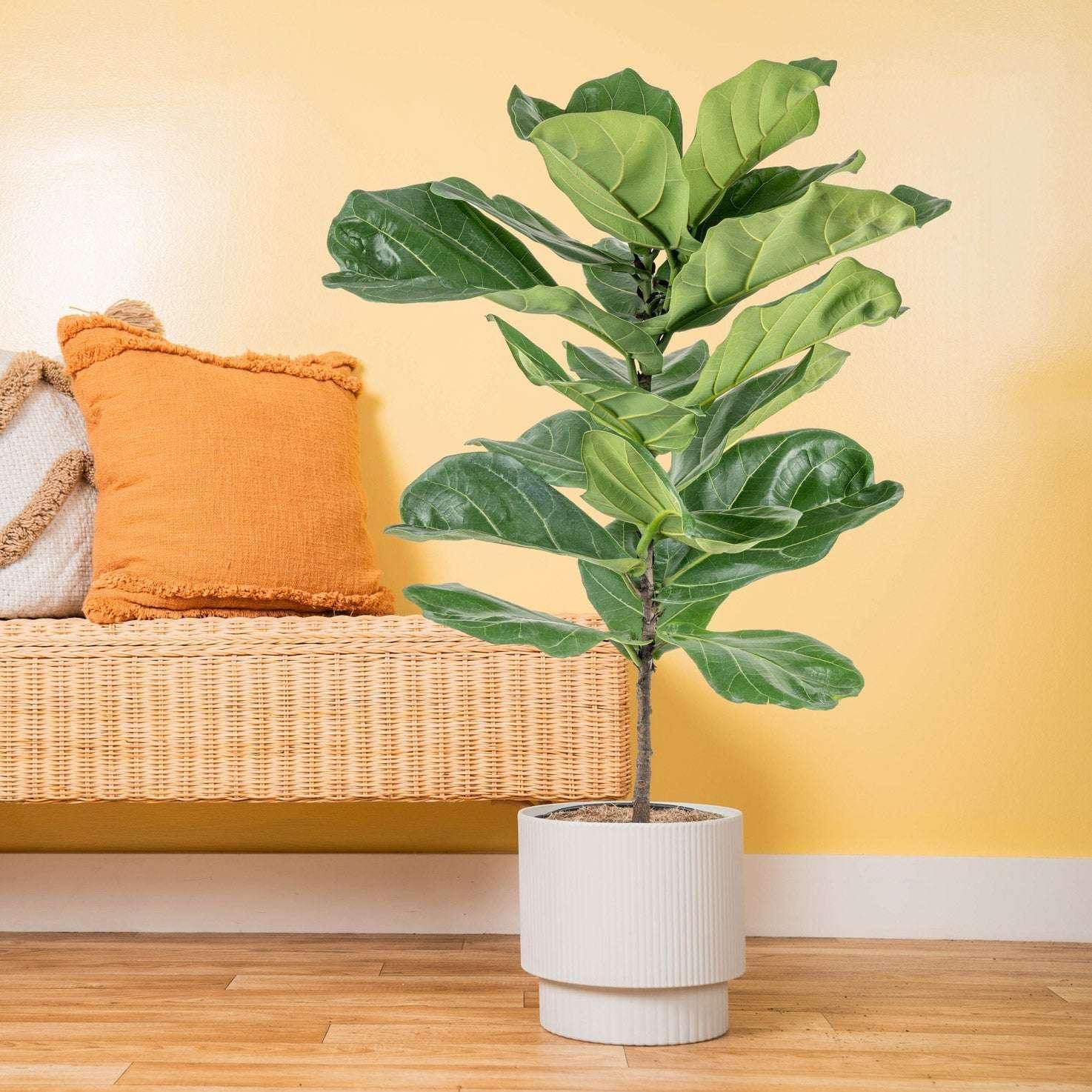 Costa Farms Fiddle Leaf Fig Tree, Ficus Lyrata, Houseplant in Decor Planter - USA MEGA SHOP