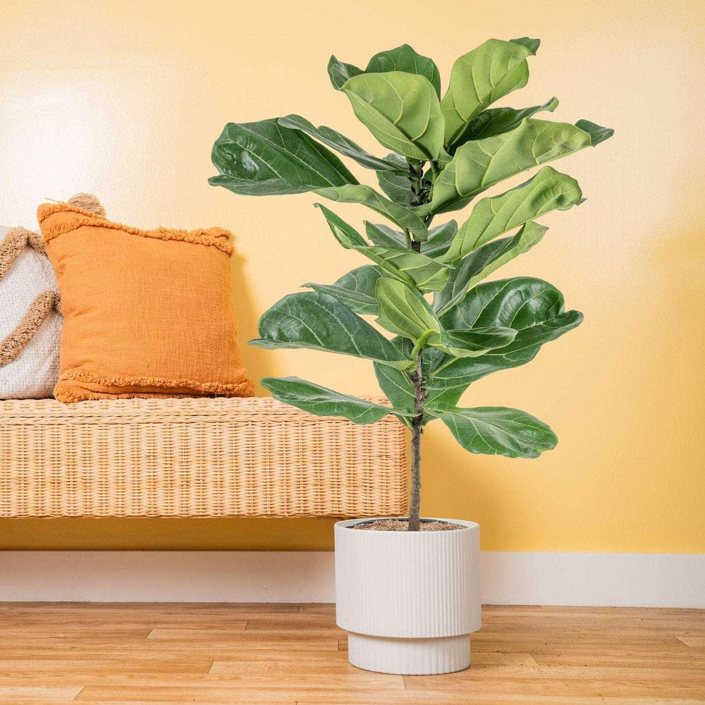 Costa Farms Fiddle Leaf Fig Tree, Ficus Lyrata, Houseplant in Decor Planter - USA MEGA SHOP