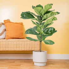 Fiddle leaf fig in white decorative planter, glossy green leaves