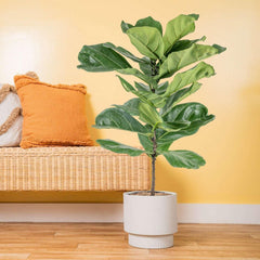 Costa Farms Fiddle Leaf Fig Tree, Ficus Lyrata, Houseplant in Decor Planter - USA MEGA SHOP
