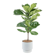 Fiddle leaf fig plant with glossy green leaves in white ribbed planter
