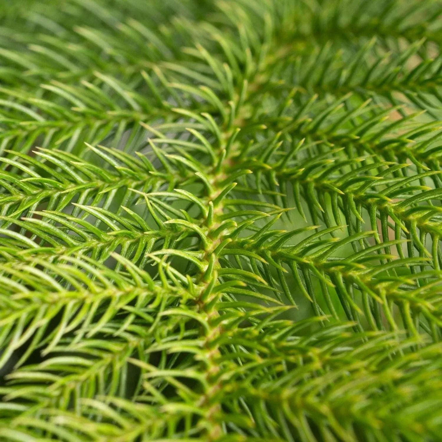 Costa Farms Norfolk Island Pine Decorated Christmas Tree, Houseplant in Decor Planter