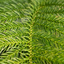 Norfolk Island pine foliage close-up with dense green fronds