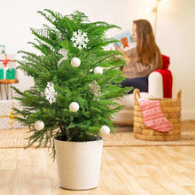 Decorated Norfolk Island pine in beige textured pot with white ornaments