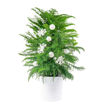 Decorated Norfolk Island pine tree in white textured pot with white ornaments