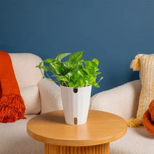 Self-watering pothos plant in white self-watering pot with green leaves on round table
