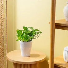 Green pothos in white textured self-watering pot on round side table