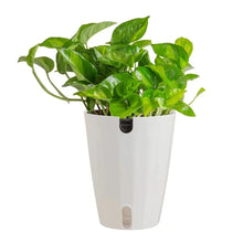 Green pothos plant in white self-watering pot with side water window