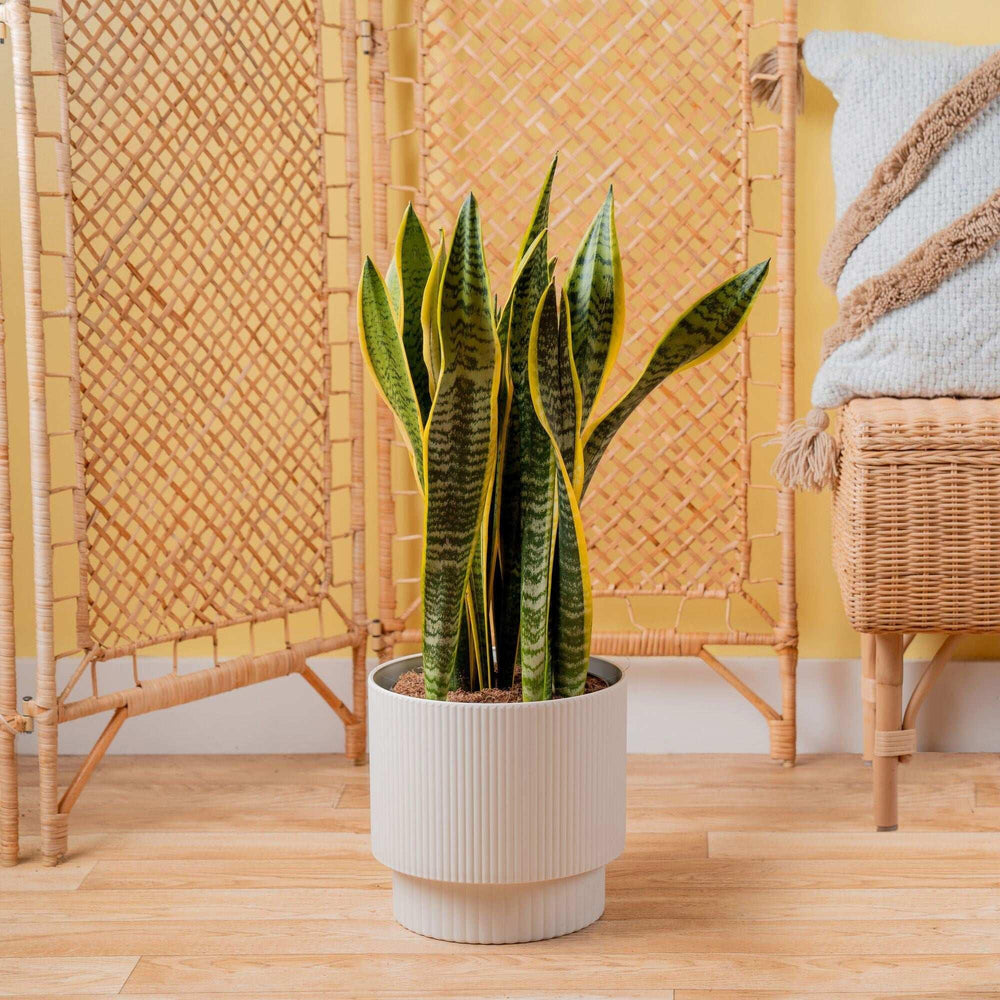 Costa Farms Sansevieria, Snake Plant Houseplant in Decor Planter - USA MEGA SHOP