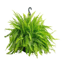 Boston fern plant with dense green fronds in black nursery pot